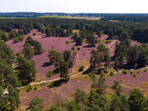 Heideblüte Reiterheide